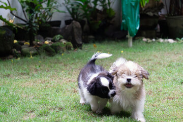 puppies playing in the garden