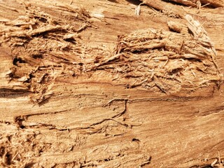 A very detailed close-up of a freshly split or torn wood surface, warm reddish brown in color, with a dense, rough surface texture, with torn and uneven grain.