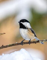 Obraz premium Chickadee perched on branch in snow