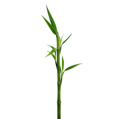 Fototapeta premium bamboo isolated on white background