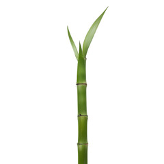 Naklejka premium bamboo isolated on white background