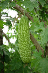 Bitter Melon Fruit Growing on Vine in Garden - Fresh Organic Vegetable Cultivation