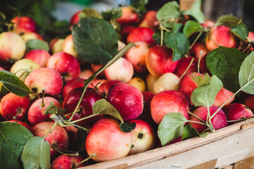 Crabapples harvest in wooden crate outdoors