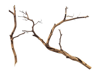 Two dead branches against black background
