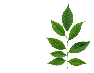 Close-up of vibrant green leaves (3)