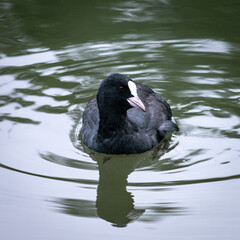 Eurasian Coot,