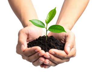 Hands holding a small plant sprout