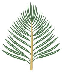 Naklejka premium Isolated Green Leaf of Evergreen Tree, Plant Branch Simple Illustration, Forest Foliage Element