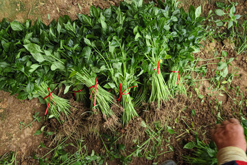 Chaotian Pepper Seedlings Bundled for Harvest - Fresh Agricultural Cultivation and Planting