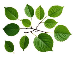 Naklejka premium A cluster of vibrant green leaves on a branch