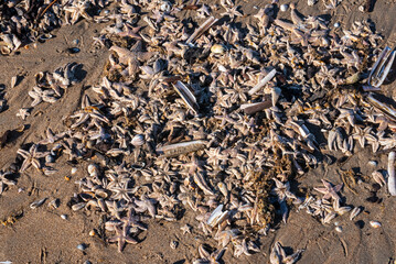 Powered shells and starfish, as well as other items from the North Sea on the Dutch coast.