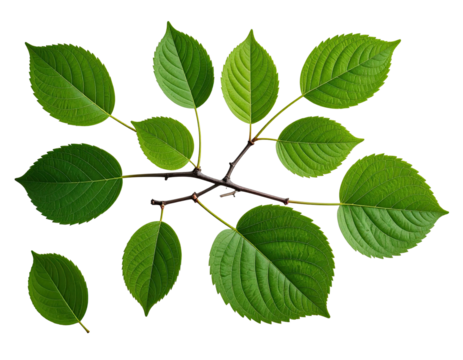 A cluster of vibrant green leaves on a branch