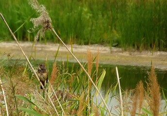 A small bird, marsh warbler, among reeds.