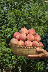 Fresh Ripe Peaches in Wicker Basket Held in Orchard Garden - Organic Fruit Harvest
