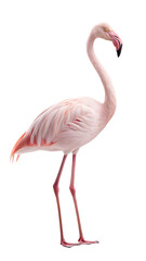 Fototapeta premium Beautiful flamingo isolated on transparent background standing in profile view