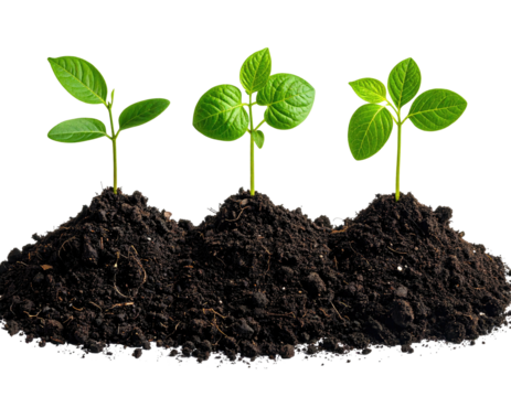 Three young plants emerging from soil