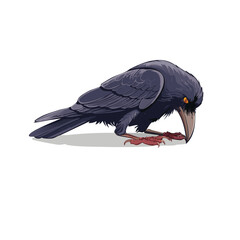 Black and white crow in flight with wings spread, isolated on a white background