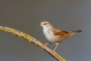 Cetti`s Warbler standing on a branch