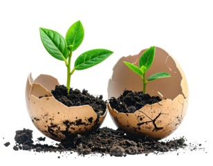 Two small plants sprouting from cracked eggshells in soil (1)