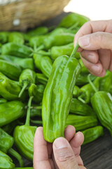 Fresh Green Tiger Pepper Hunan Variety Hand Selected at Farm Market - Organic Vegetable Harvest