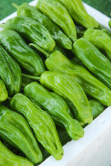 Fresh Green Tiger Peppers from Hunan Farm Market Display