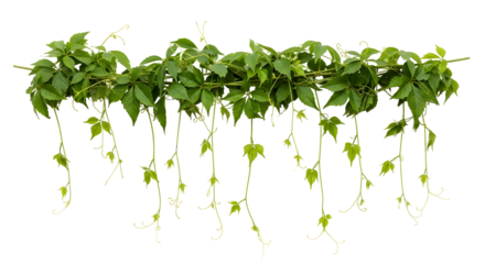 Vibrant green vine with tendrils cascades naturally