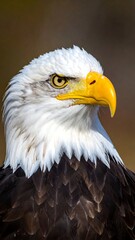 Obraz premium Close-up of an eagle's head and upper body