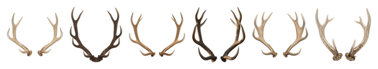 Fototapeta premium Deer antlers set including various shapes, sizes, and natural brown shades isolated. Wildlife, hunting, and rustic design elements.