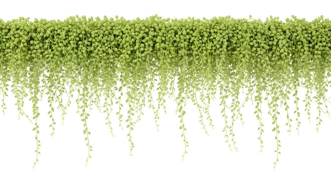 Vibrant green hanging plant cascades gracefully