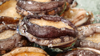 Fresh Abalone Shells Closeup with Water Droplets - Premium Seafood Marine Mollusk