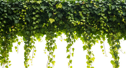 Green cascading ivy for elegant design elements