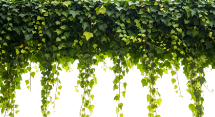 Green cascading ivy for elegant design elements