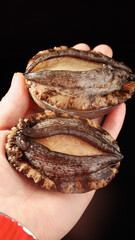 Fresh Raw Abalone Shellfish in Hands Close-up for Gourmet Cooking and Seafood Preparation