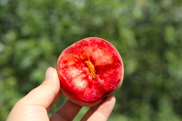 Fresh Chinese Blood Peach from Hubei Province Cut in Half Showing Red Carmine Flesh