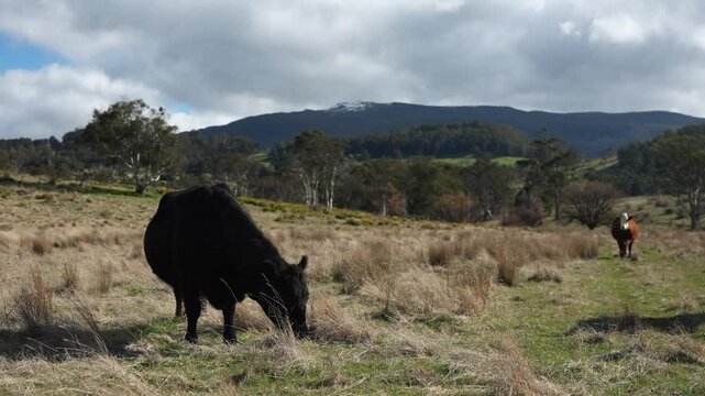 Close up of Stud Beef bulls and cows grazing on grass in a field, in Australia. eating hay and silage. breeds include speckled park, murray grey, angus, brangus and wagyu.	
