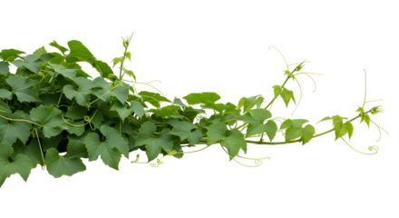 Vibrant green vine with tendrils flourish freely