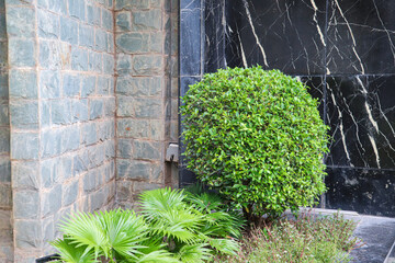 Trimmed round bush and fan palms brightening a shaded garden corner