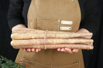 Fresh Chinese Yam Roots from Henan Farm - Organic Root Vegetables Held by Farmer in Apron