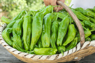 Fresh Green Chili Peppers from Farm in Wicker Basket - Organic Vegetable Harvest