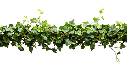 Lush ivy vine cascading down for natural accents
