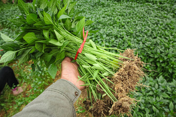 Farmer holding fresh seedlings bundle with roots from cultivated field for pepper harvest and transplanting