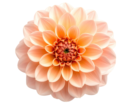 Close-up of a delicate peach-colored dahlia (2)