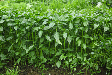 Green Chili Pepper Seedlings Growing in Greenhouse for Commercial Cultivation and Harvest