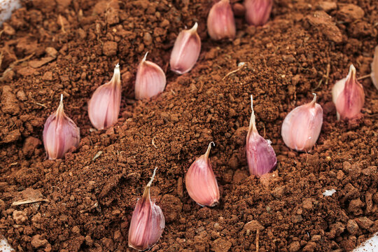 Fresh Garlic Cloves Planted in Rich Soil for Organic Farm Growing Season