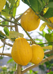 Fresh Ripe Lemons Growing on Tree Branches in Citrus Orchard
