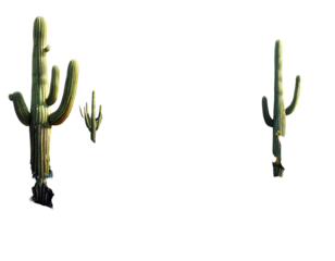 Two stylized saguaro cacti against a dark background
