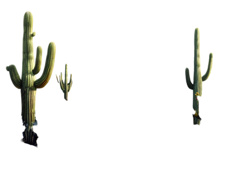 Two stylized saguaro cacti against a dark background - Powered by Adobe