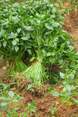 Green Chili Pepper Seedlings Bundled for Transplanting in Agricultural Field