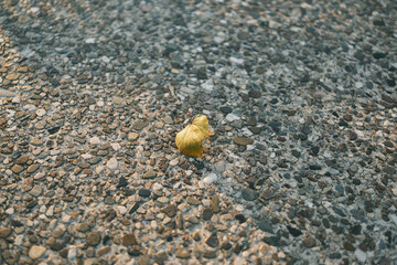 A leaf is laying on the ground next to a pile of rocks