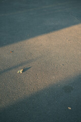 A leaf is laying on the ground next to a sidewalk